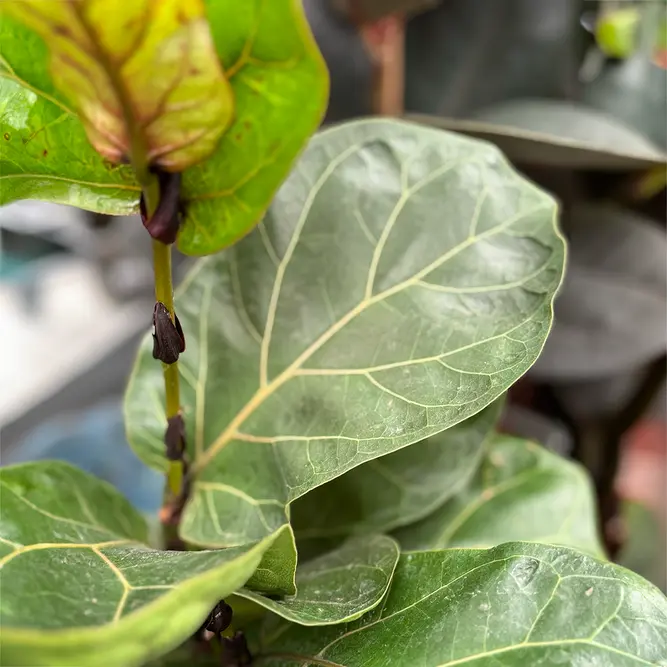 Ficus lyrata 'Bambino' (Pot Size 21cm) Fiddle leaf fig - image 4