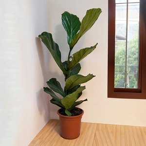 Ficus lyrata (Pot Size 21cm) Fiddle Leaf Fig Approx Height 90cm - image 2