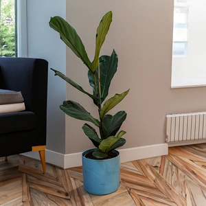 Ficus lyrata (Pot Size 21cm) Fiddle Leaf Fig - image 1