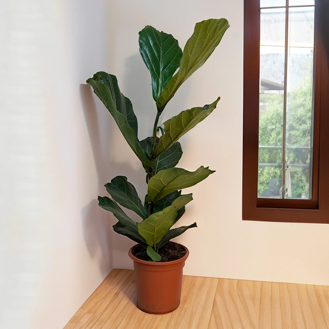 Ficus lyrata (Pot Size 21cm) Fiddle Leaf Fig - image 2