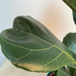 Ficus lyrata (Pot Size 21cm) Fiddle Leaf Fig - image 3