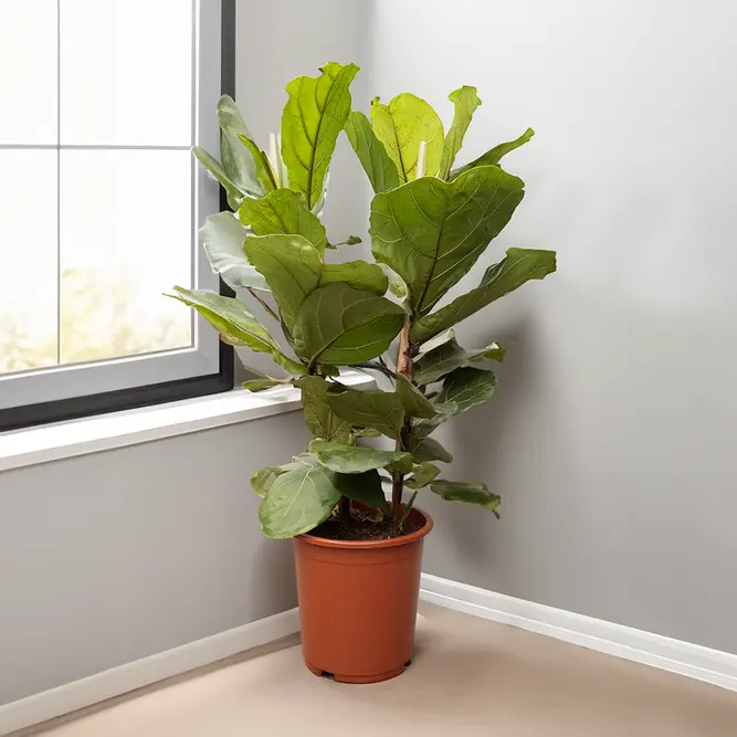 Ficus lyrata (Pot Size 24cm) Fiddle Leaf Fig - image 1