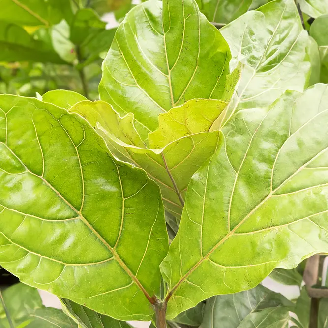 Ficus lyrata (Pot Size 24cm) Fiddle Leaf Fig - image 2