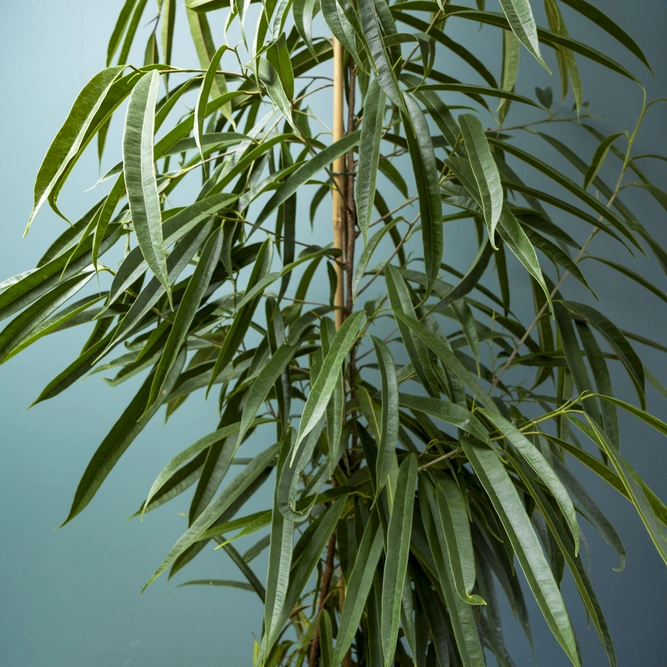 Ficus maclellandii Alii (Pot Size 24cm) Approx Height 120cm Banana Leaf Fig - image 5