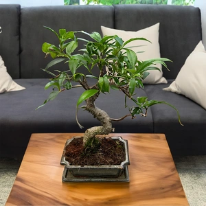 Ficus retusa - Bonsai Ficus S Shape (Pot size 15cm)