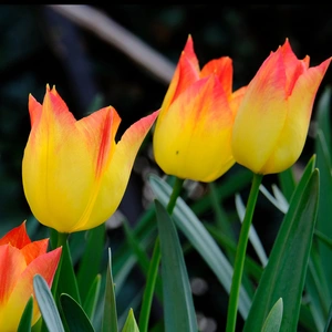 Flower Bulbs - 10 Tulip Suncatcher - image 1