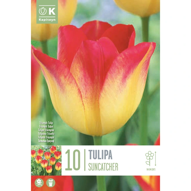 Flower Bulbs - 10 Tulip Suncatcher - image 2