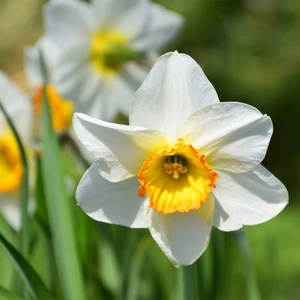 Flower Bulbs - 6 Narcissus Verger - The Boma Garden Centre