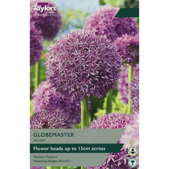 Flower Bulbs - Allium 'Globemaster' (1 Bulb)