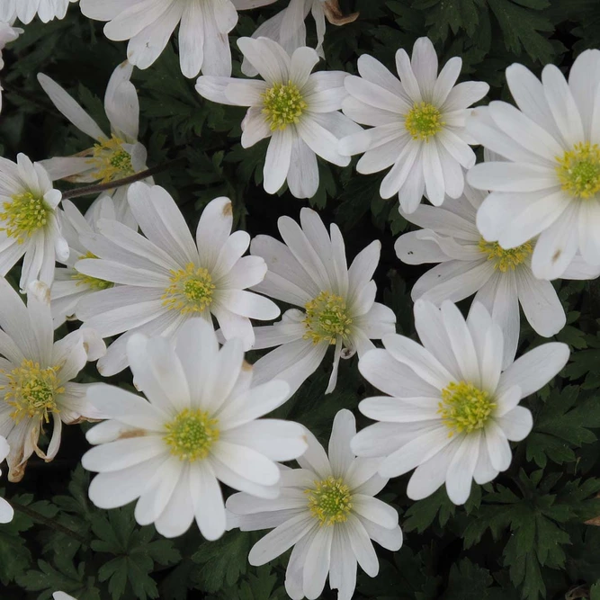 Flower Bulbs - Anemone 'Bordeaux' (6 Bulbs) Windflower - image 1