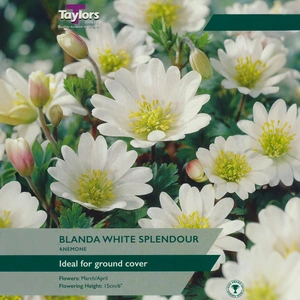 Flower Bulbs - Anemone 'Bordeaux' (6 Bulbs) Windflower - image 2