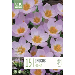 Flower Bulbs - Crocus 'Firefly' (10 Bulbs) - image 1