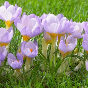 Flower Bulbs - Crocus 'Firefly' (10 Bulbs) - image 2