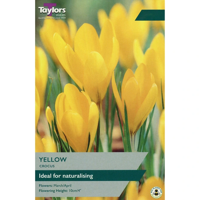 Flower Bulbs - Crocus 'Golden Yellow' (8 Bulbs)