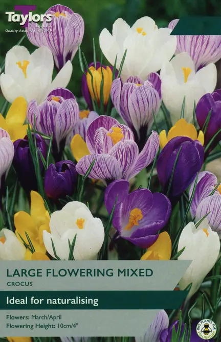 Flower Bulbs - Crocus 'Mix' (10 Bulbs)