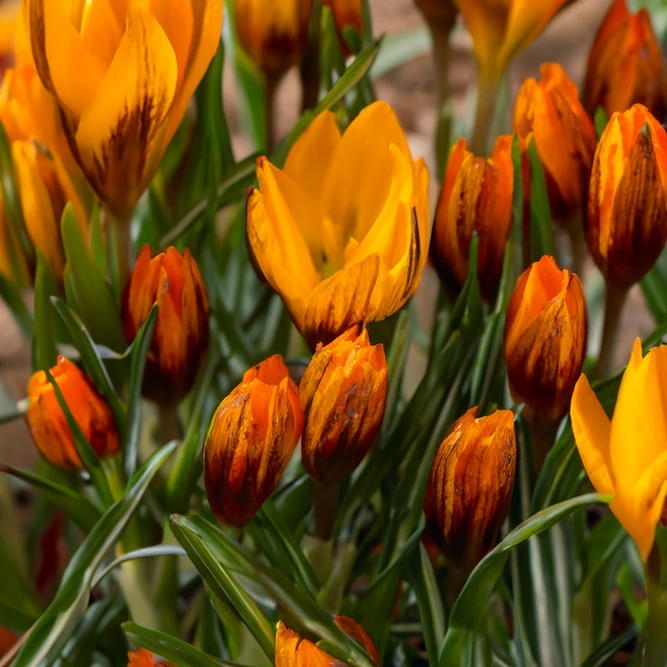 Flower Bulbs - Crocus 'Orange Monarch' (10 Bulbs) - image 2