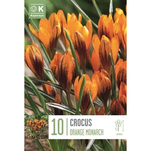 Flower Bulbs - Crocus 'Orange Monarch' (10 Bulbs) - image 1