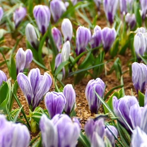 Flower Bulbs - Crocus 'Pickwick' (10 Bulbs) - image 2