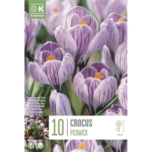 Flower Bulbs - Crocus 'Pickwick' (10 Bulbs) - image 1