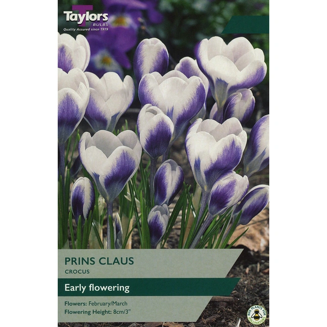 Flower Bulbs - Crocus 'Prins Claus' (10 Bulbs)