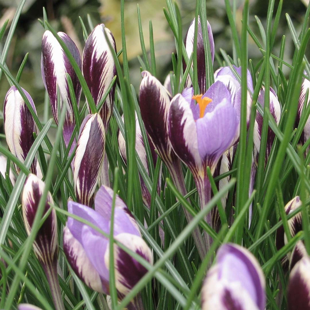 Flower Bulbs - Crocus 'Spring Beauty' (10 Bulbs) - The Boma Garden Centre