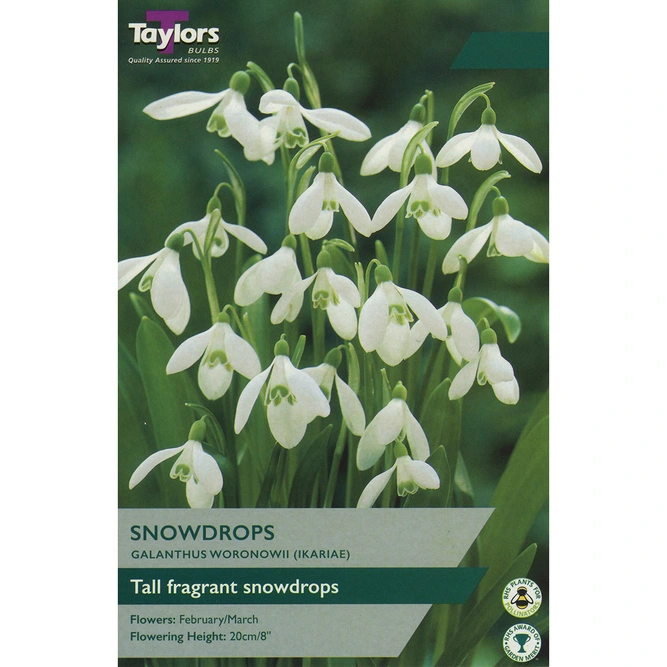 Flower Bulbs - Galanthus Woronowii (10 Bulbs)