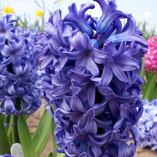 Flower Bulbs - Hyacinth 'Delft Blue' (5 Bulbs) - image 1