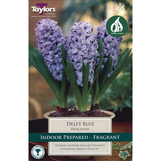 Flower Bulbs - Hyacinth 'Delft Blue' (5 Bulbs) - image 2