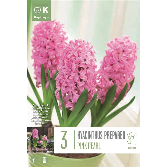 Flower Bulbs - Hyacinth 'Early Pink Pearl' (5 Bulbs)