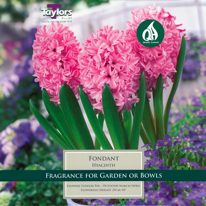 Flower Bulbs - Hyacinth 'Fondant' (5 Bulbs)
