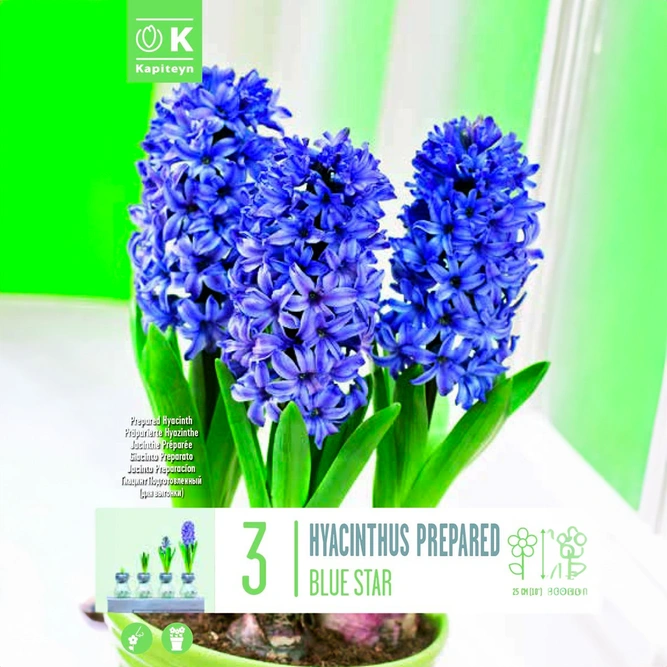 Flower Bulbs - Hyacinth 'Prepared Blue Star' (3 Bulbs)