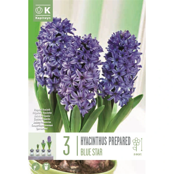 Flower Bulbs - Hyacinth 'Prepared Blue Star' (3 Bulbs)