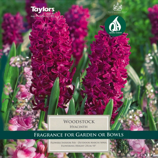 Flower Bulbs - Hyacinth 'Woodstock' (3 Bulbs) - image 1