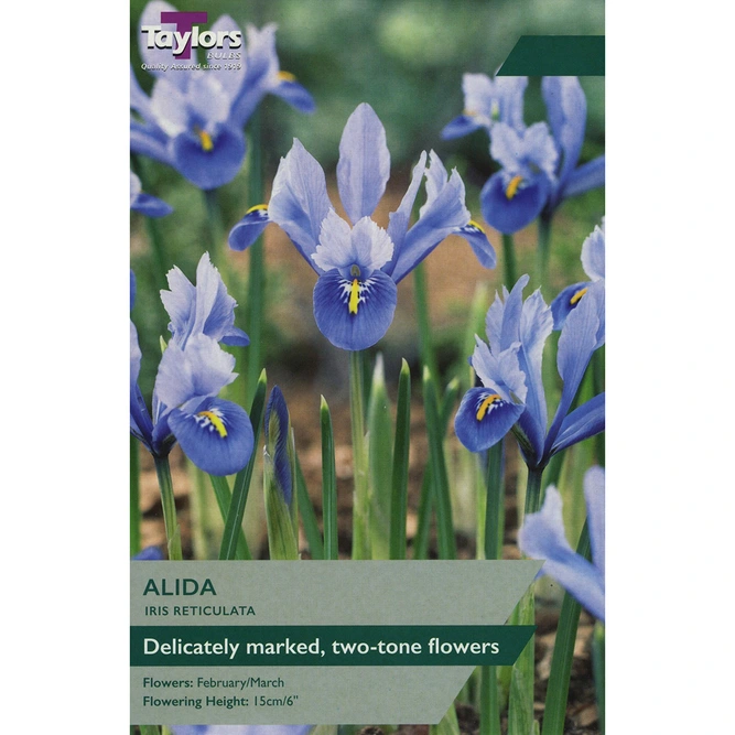 Flower Bulbs - Iris reticulata  'Alida' (12 Bulbs)