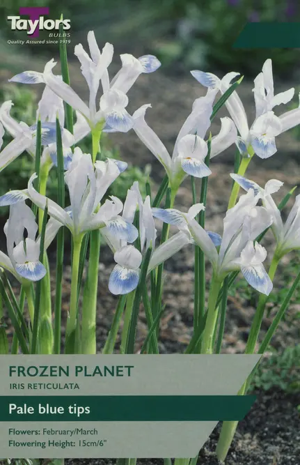 Flower Bulbs - Iris Reticulata 'Frozen Planet' (10 Bulbs)