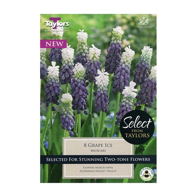 Flower Bulbs - Muscari 'Grape Ice' (10 Bulbs)