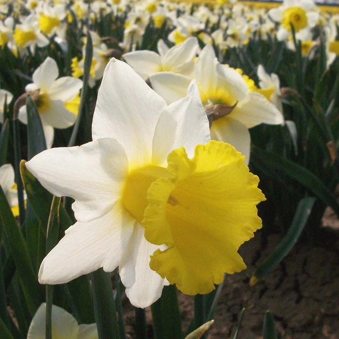 Flower Bulbs - Narcissus 'Anniversary Gift' (7 Bulbs) - image 2