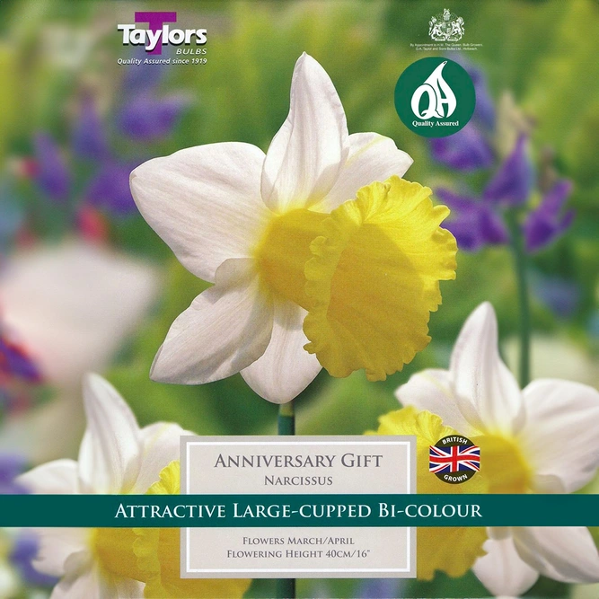 Flower Bulbs - Narcissus 'Anniversary Gift' (7 Bulbs) - image 1