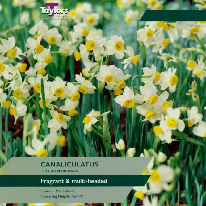 Flower Bulbs - Narcissus 'Canaliculatus' (12 Bulbs)