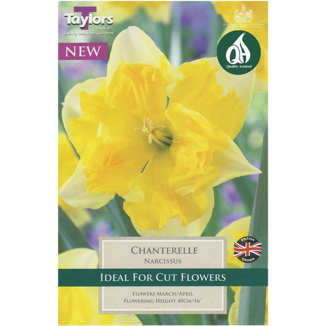 Flower Bulbs - Narcissus 'Chanterelle' (7 Bulbs) Daffodil