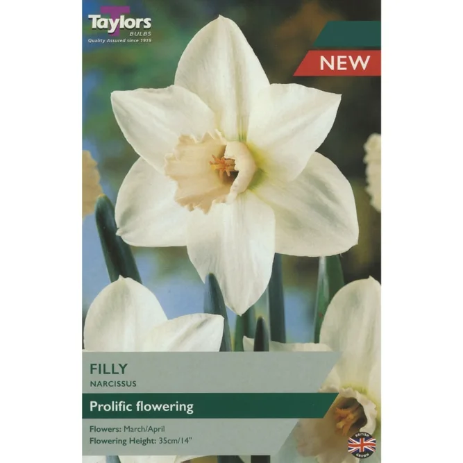 Flower Bulbs - Narcissus 'Filly' (7 Bulbs)