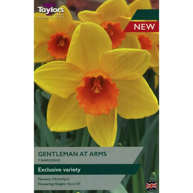 Flower Bulbs - Narcissus 'Gentleman At Arms' (7 Bulbs)