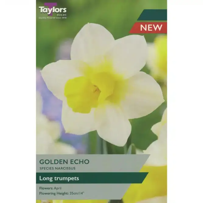 Flower Bulbs - Narcissus 'Golden Echo' (6 Bulbs)