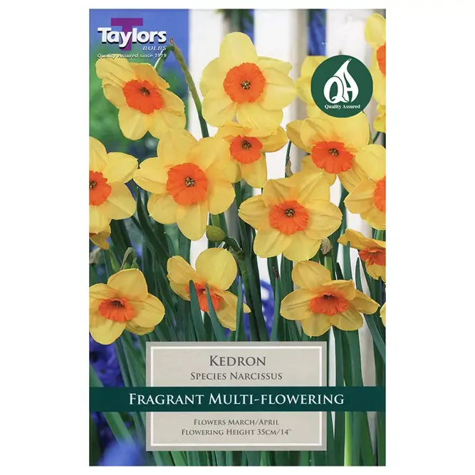 Flower Bulbs - Narcissus 'Kedron' (8 Bulbs) Daffodil