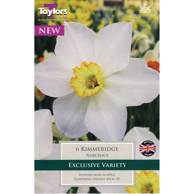 Flower Bulbs - Narcissus 'Kimmeridge' (7 Bulbs)