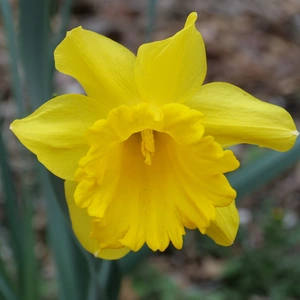 Flower Bulbs - Narcissus 'King Alfred Select' (8 Bulbs) - image 2