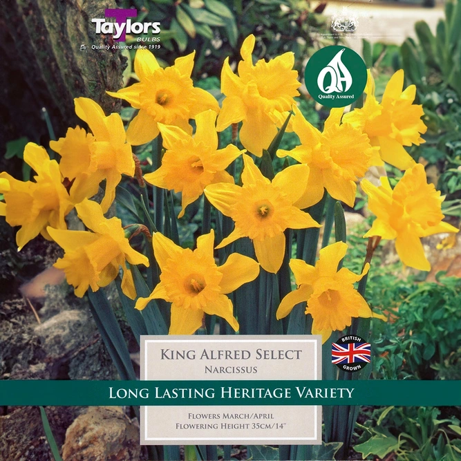 Flower Bulbs - Narcissus 'King Alfred Select' (8 Bulbs) - image 1