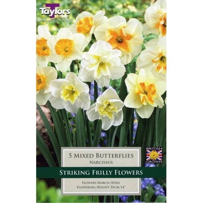 Flower Bulbs - Narcissus 'Mixed Butterflies' (7 Bulbs) Daffodil