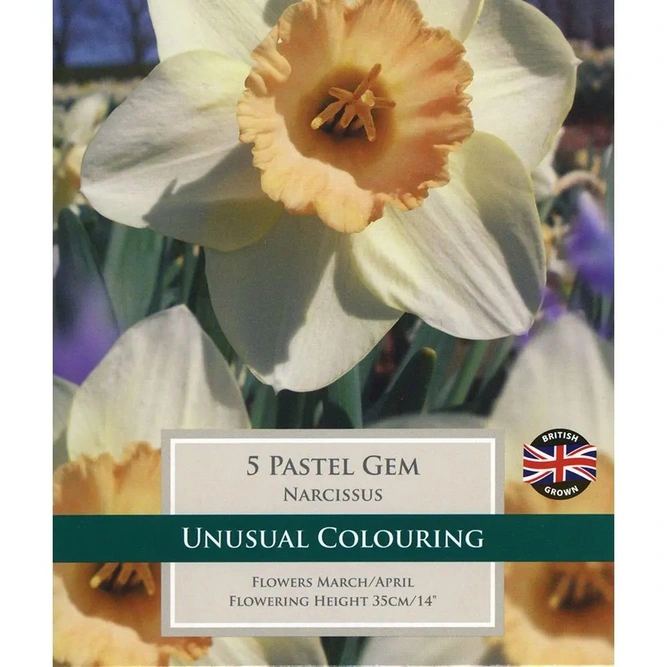 Flower Bulbs - Narcissus 'Pastel Gem' (7 Bulbs)