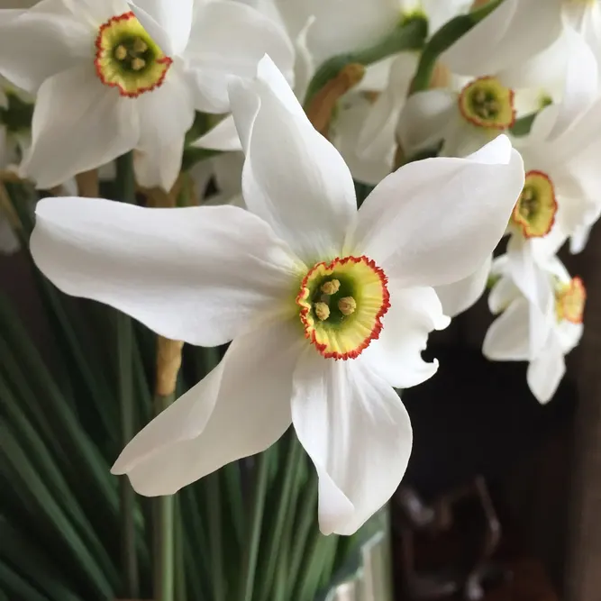 Flower Bulbs - Narcissus 'Pheasant's Eye' (Appx 50 Bulb Net)